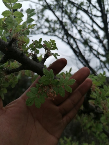 Bursera glabrifolia, photograph 4