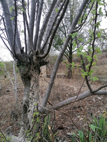 Bursera glabrifolia, photograph 3