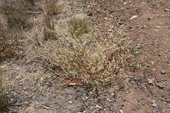 Astragalus lentiginosus wilsonii
