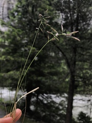 Festuca quadriflora