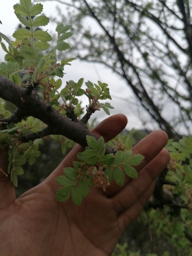 Bursera glabrifolia, photograph 5