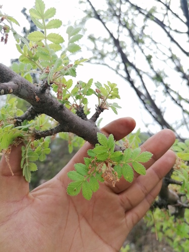Bursera glabrifolia, photograph 6