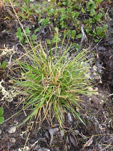 Carex fuliginosa Schkuhr