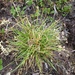 Carex fuliginosa - Photo (c) Bruce Bennett, μερικά δικαιώματα διατηρούνται (CC BY-NC), uploaded by Bruce Bennett