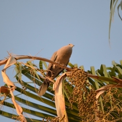 Streptopelia decaocto
