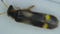 Malthinus balteatus
