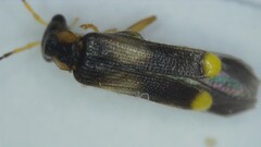 Malthinus balteatus