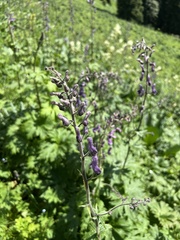 Aconitum leucostomum