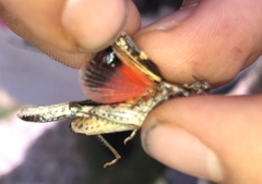 Acrotylus insubricus