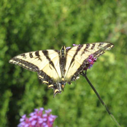 iNaturalist observation photo of Western Tiger Swallowtail