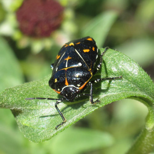iNaturalist observation photo of Harlequin Bug