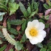 Alaska Mountain-Avens - Photo (c) Bruce Bennett, some rights reserved (CC BY-NC), uploaded by Bruce Bennett