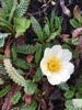Alaska Mountain-Avens - Photo (c) Bruce Bennett, some rights reserved (CC BY-NC), uploaded by Bruce Bennett