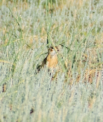 Spermophilus erythrogenys