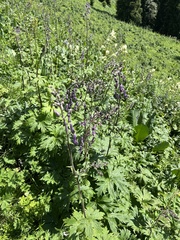 Aconitum leucostomum