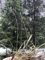 Festuca quadriflora