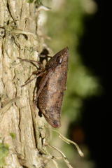 Errhomenus brachypterus