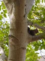 Sciurus carolinensis