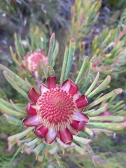 Protea canaliculata