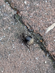 Philopedon plagiatum