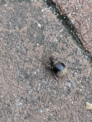 Philopedon plagiatum