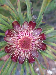 Protea canaliculata