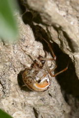 Parasteatoda lunata