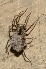 Pardosa saltans