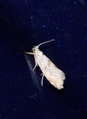 Niphonympha dealbatella