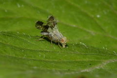 Tephritis formosa