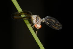 Toxonevra muliebris