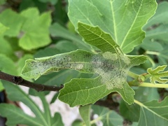 Choreutis nemorana