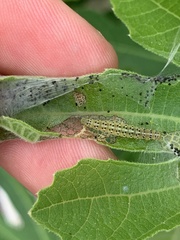 Choreutis nemorana