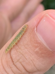 Choreutis nemorana