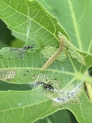 Choreutis nemorana