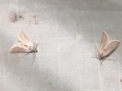 Acentria ephemerella