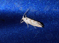 Niphonympha dealbatella