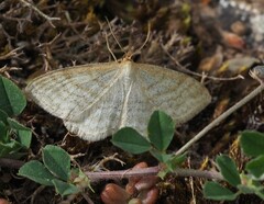 Idaea macilentaria