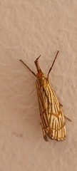 Chrysocrambus linetella
