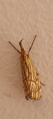Chrysocrambus linetella