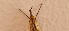 Chrysocrambus linetella