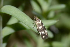 Scythris scopolella