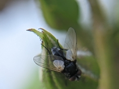 Leucostoma