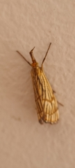 Chrysocrambus linetella