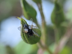 Leucostoma