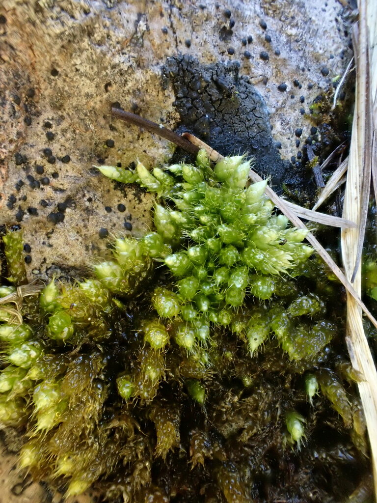 Brachythecium cirrosum