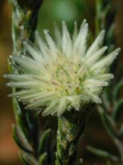Phylica calcarata