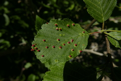 Eriophyes alniincanae