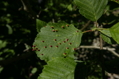 Eriophyes alniincanae