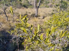 Gymnosporia tenuispina